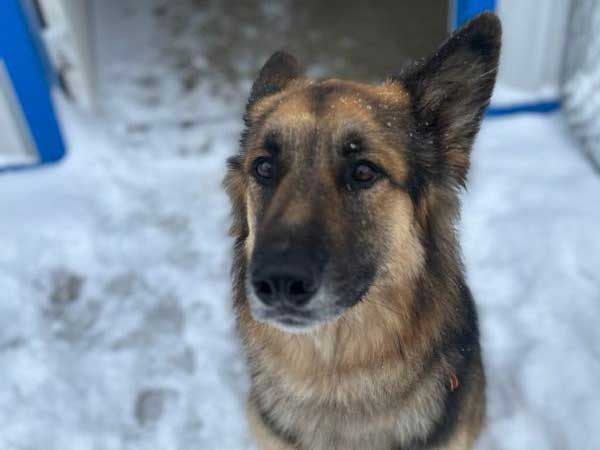 Pet adoption of the week: meet Anja
