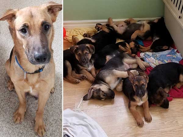 Pet adoption of the week: meet Hazel