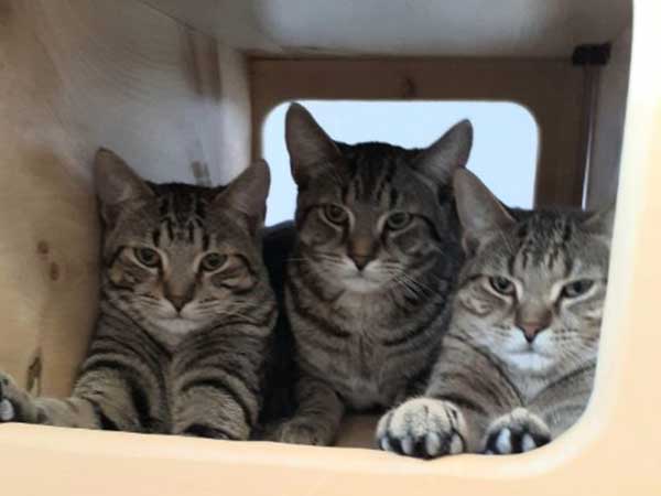 Pet adoption of the week: meet Tom, Jerry and Dusty