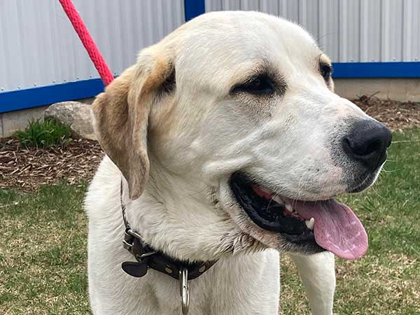 Pet adoption of the week: meet Skye