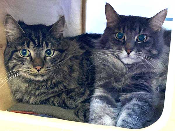 Pet adoption of the week: meet Smokey and Tigger two cats