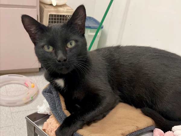 Pet adoption of the week: meet Loa