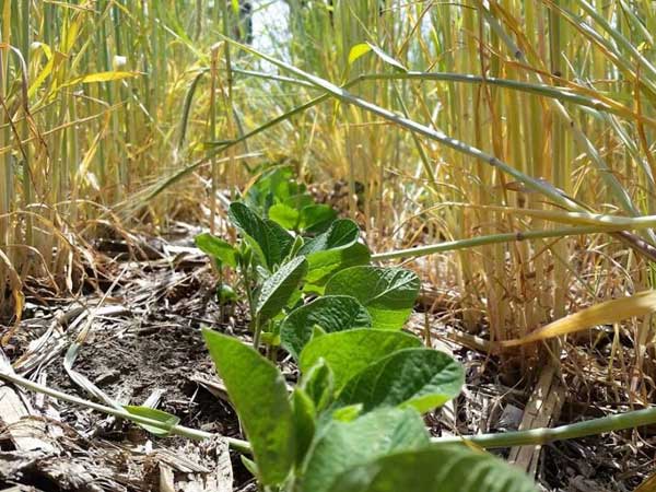 Experimental crops