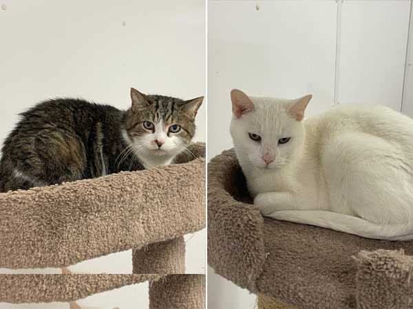 Pet adoption of the week: meet Fritz and Sam.