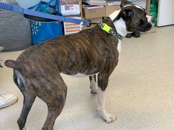 Pet adoption of the week: meet Henry