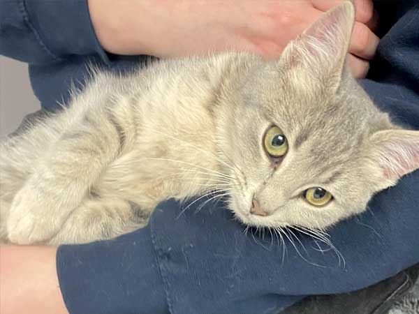 Pet adoption of the week: meet Holly