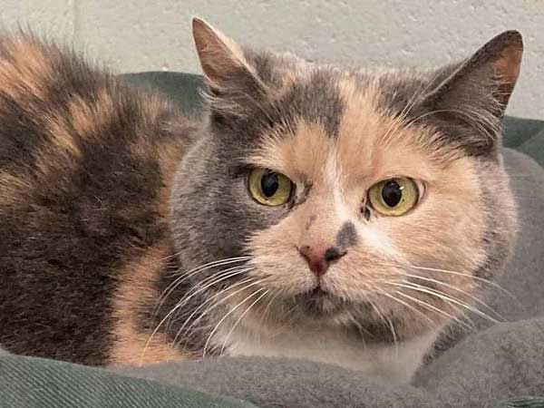 Pet adoption of the week: meet Mable
