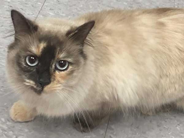 Pet adoption of the week: meet Pixie