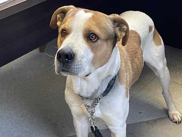 Pet adoption of the week: meet Louie