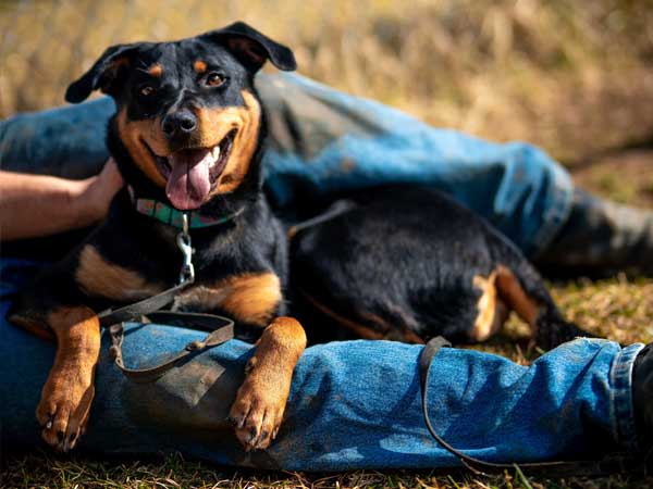 Pet adoption of the week: meet Luca