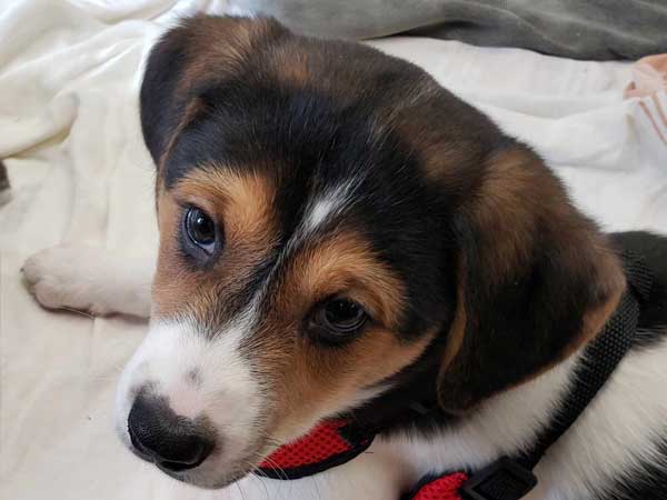 Willow is a puppy, looking very beagle like.