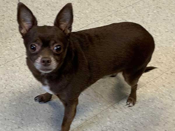 Pet adoption of the week: meet Cocoa