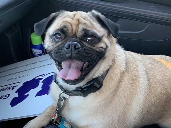 Pet adoption of the week: meet Finn