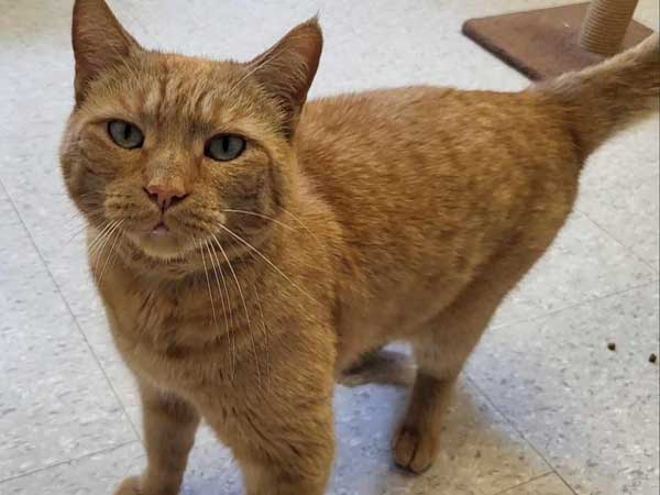 Pet adoption of the week: meet Oliver