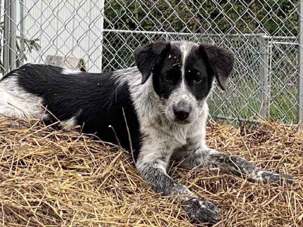 Puppy and Dog Paradise wants to find a loving home for Isa