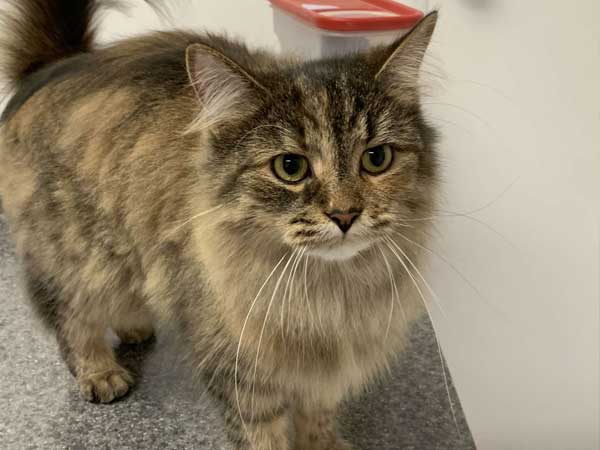 Pet adoption of the week: meet Penelope