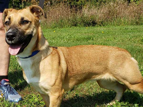 Pet adoption of the week: meet Xena