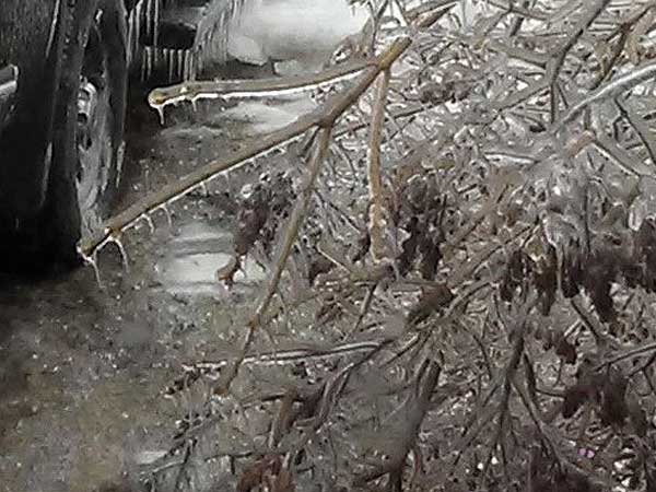 Ice over one inch thick covering tree branches at roadside.