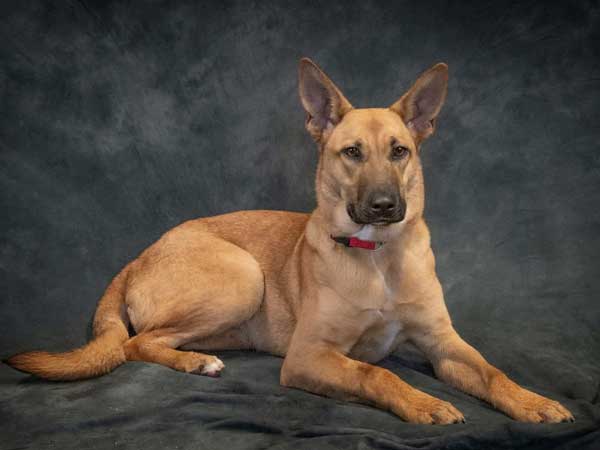 Pet adoption of the week: meet Achilles