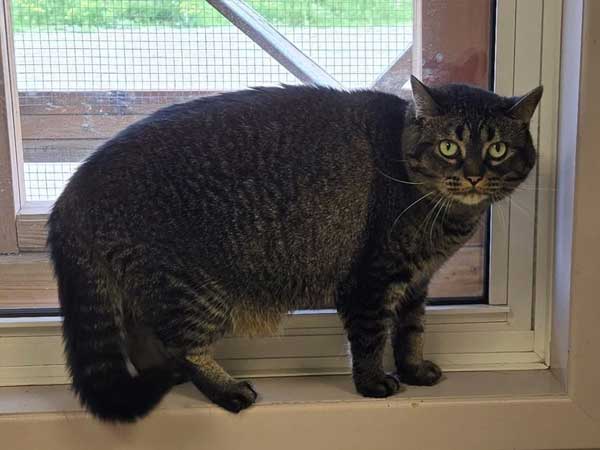 Pet adoption of the week: meet Gizzy