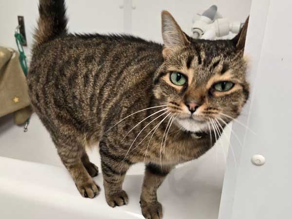 Pet adoption of the week: meet Miley