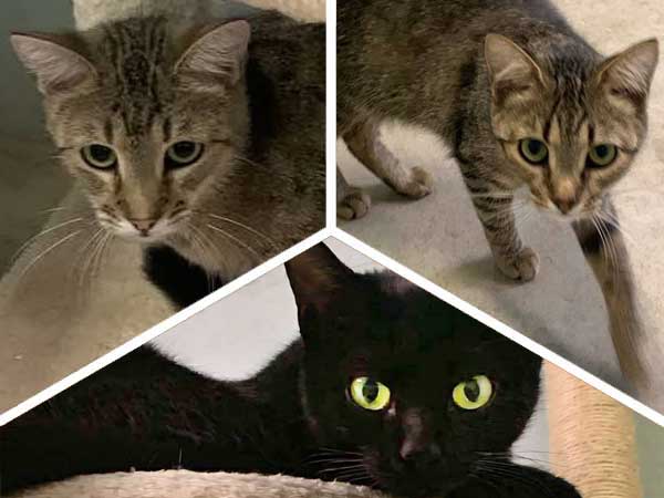 Pet adoption of the week: meet Kitty