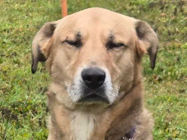 Pet adoption of the week: meet George