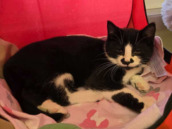 Pet adoption of the week: meet Groucho