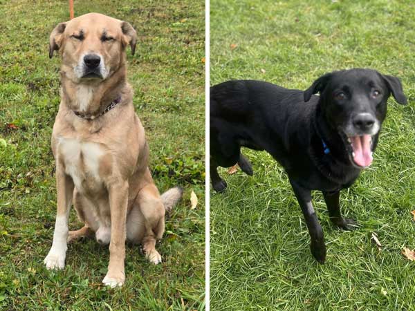 Pet adoption of the week: meet Lucian and George