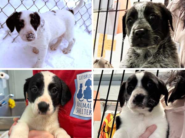 Pet adoption of the week: meet Pippy, Dolly, Tippy and Bianca