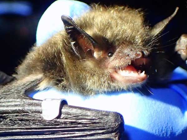 picture of a bat