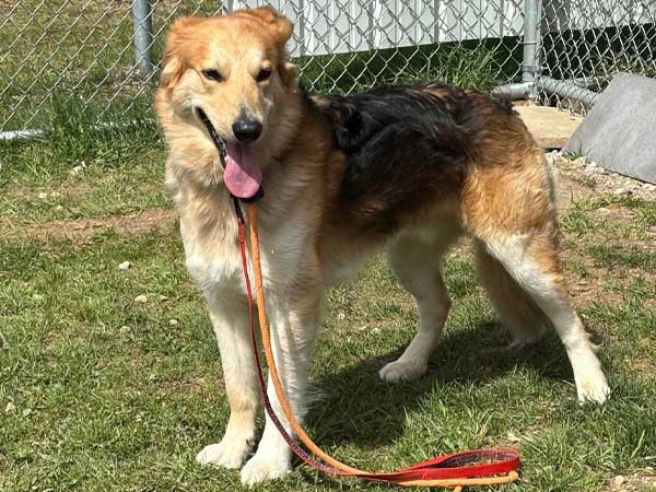 Pet adoption of the week: meet Remy, Collie-Shepherd Cross