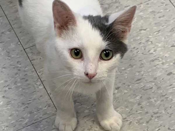 Pet adoption of the week: meet Ringo white and grey cat
