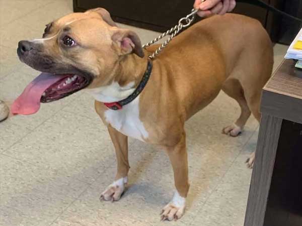 Pet adoption of the week: meet Suki