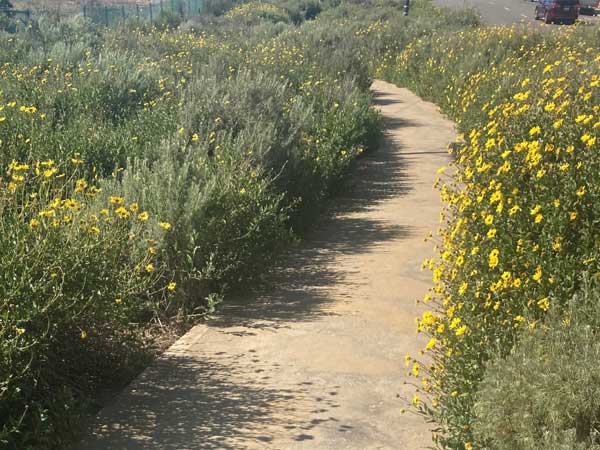 Pollinator corridor gardens and path