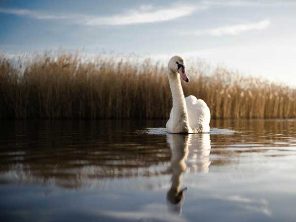swan floating on water with grass behind