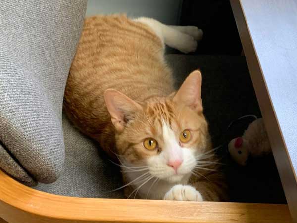 Adoption of the week: meet Azlan