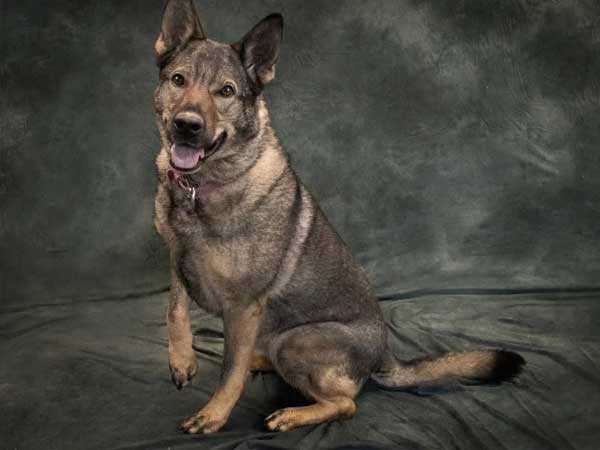 Pet adoption of the week: meet Charity, German Shepherd