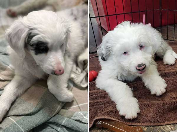 Pet adoption of the week: meet Leela and Virginia