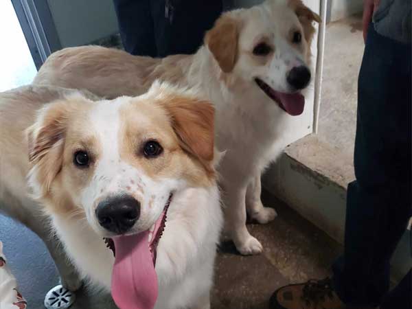 Pet adoption of the week: meet Logan and Leo