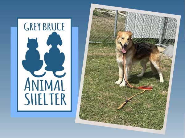 Adoption of the week: meet Remy