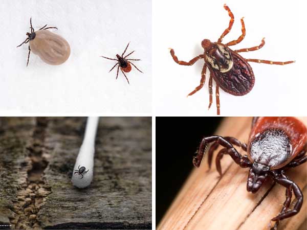Different pictures of blacklegged ticks