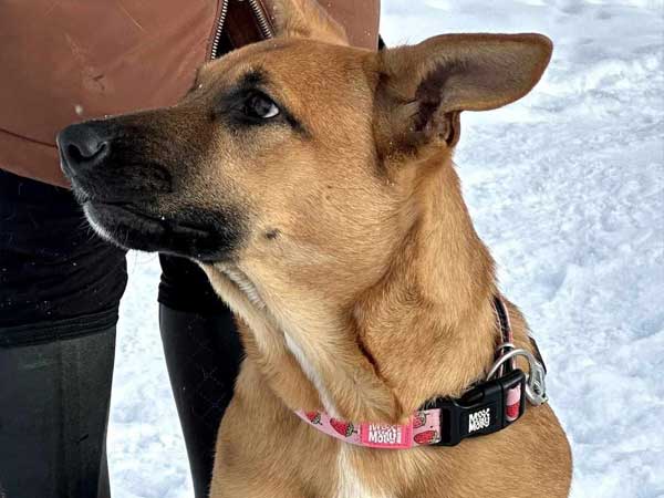 Pet adoption of the week: meet Achilles