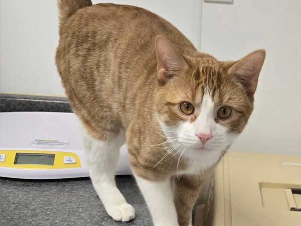 Pet adoption of the week: meet Azlan