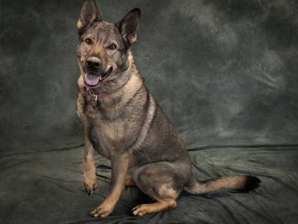 Pet adoption of the week: meet Charity