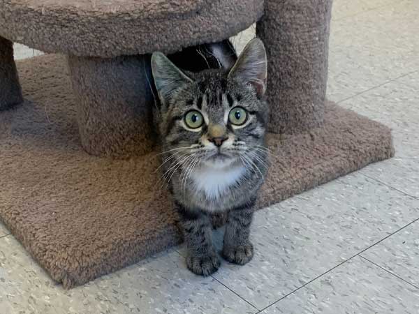 Pet adoption of the week: meet Mannix