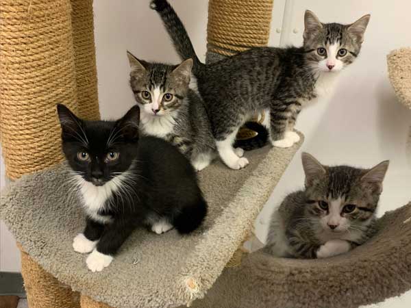 Pet adoption of the week: meet Tux, Tipper, Frick and Frack