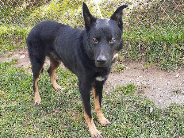 Pet adoption of the week: meet Bear 2