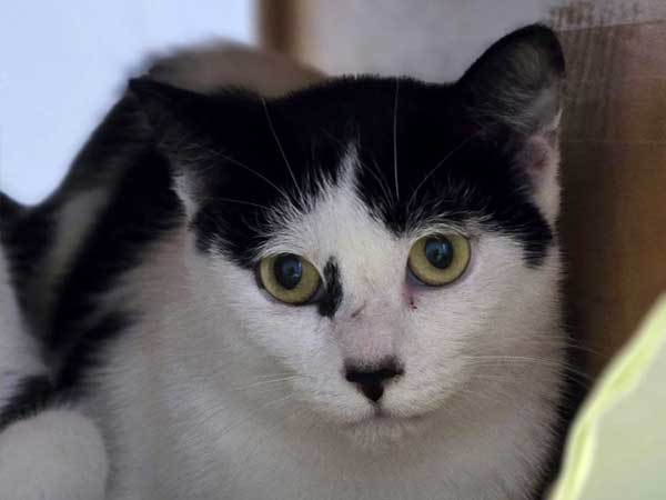 Pet adoption of the week: meet Bear, the cat