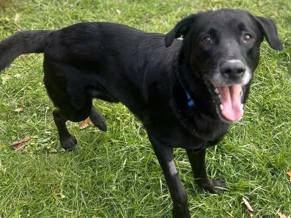 Pet adoption of the week: meet Lucian